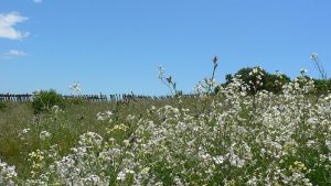 It's Pollen Season, Part 1