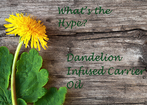 Dandelion Infused Carrier Oil DIY