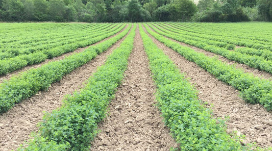 Farm and Distillery visit in France