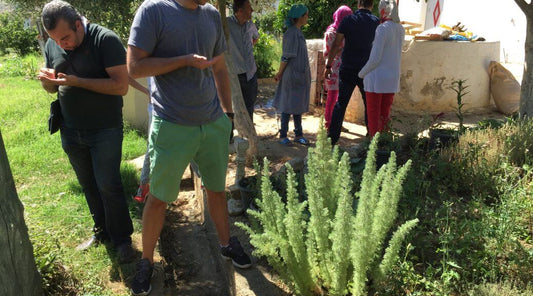 Morocco visit in search of Blue Tansy