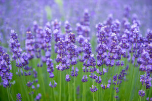 Hydrosol Profiles: Lavender