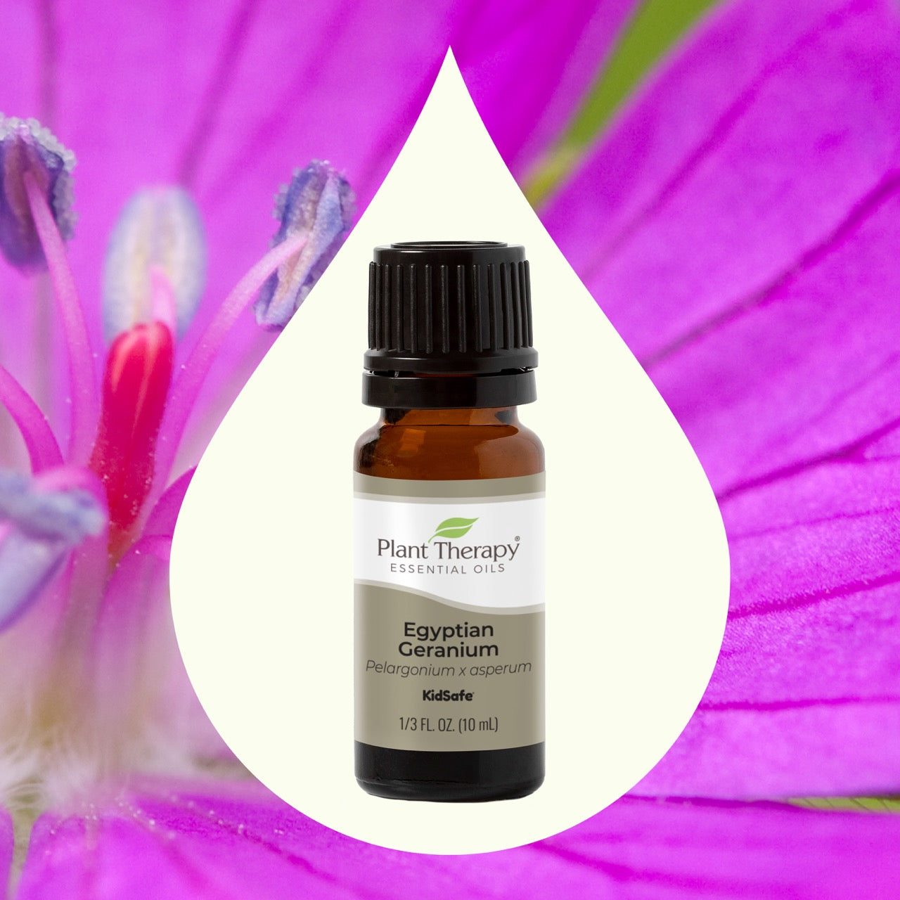 Egyptian Geranium Essential Oil key ingredient imagery