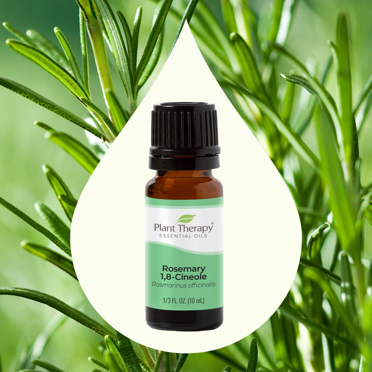 Rosemary 1,8-Cineole Essential Oil key ingredient image