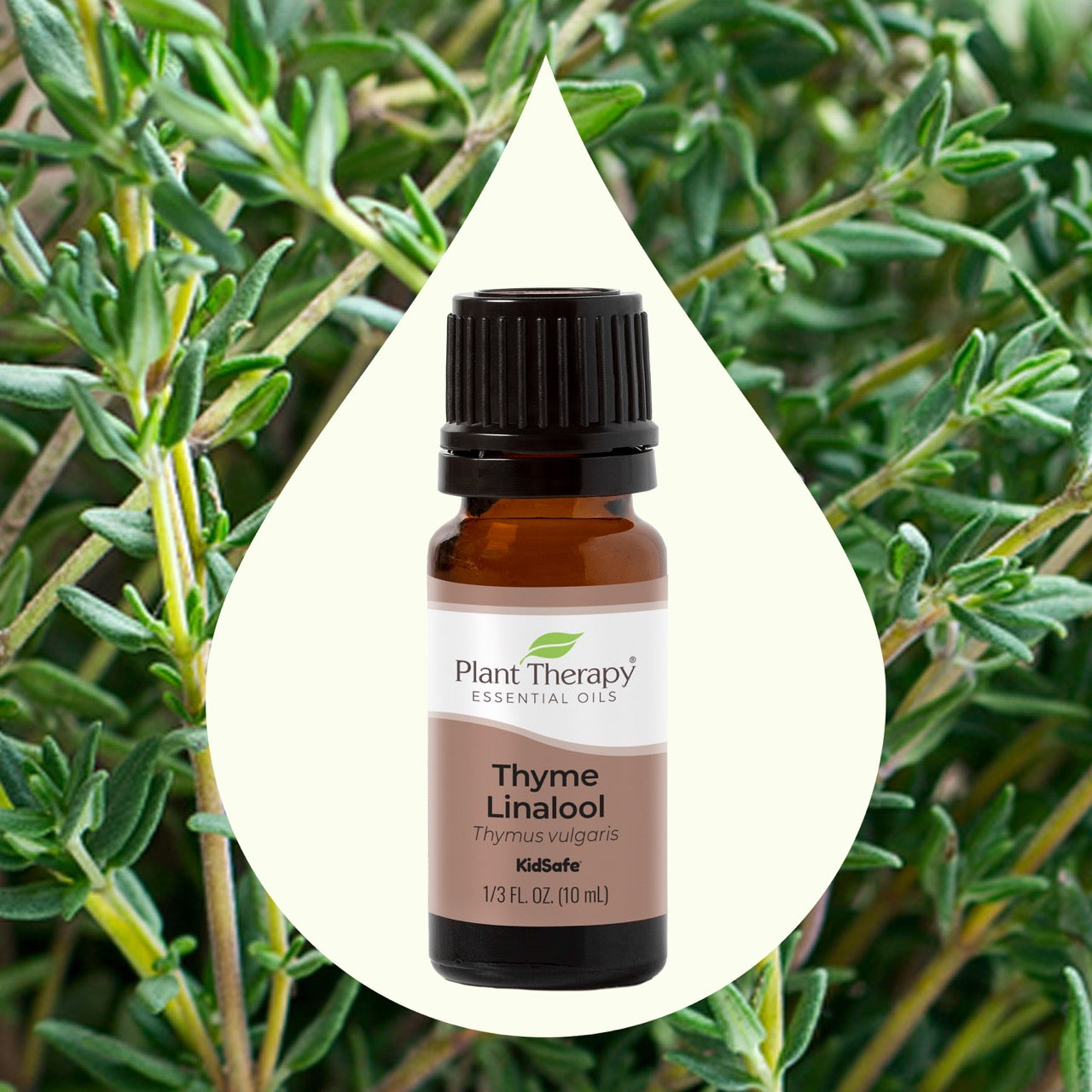 Thyme Linalool Essential Oil key ingredient